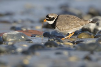 Common Ringed Plover (Charadrius hiaticula), Schleswig-Holstein, Germany