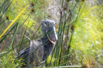 Shoebill (Balaeniceps rex), juvenile between papyrus in the swamps of Mabamba, Lake Victoria,