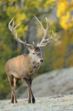 A magnificent stag with large antlers in autumn forest, red deer (Cervus elaphus), Bavaria