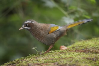White-whiskered Laughingthrush (Trochalopteron morrisonianum) perched on the ground, Taiwan