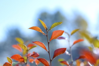 Glossy cotoneaster (Cotoneaster lucidus), Pruhonice Dendrological Garden, Pruhonice, Prague, Czech