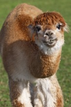 Alpaca (Vicugna pacos), Germany