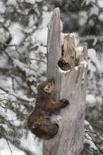 American Marten (Martes americana) climbing in tree, Yellowstone National Park, USA