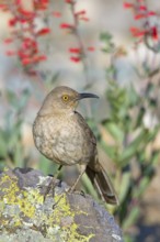 Curve-billed Thrasher Toxostoma curvirostre Tucson, Pima County, ARIZONA, United States 14 March