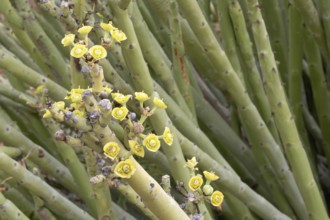 Euphorbia dregeana, milkweed, blooming, flowers, Karoo Desert Botanic Garden, Worcester, Western