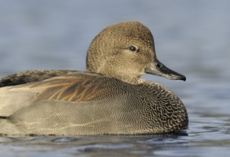 Gadwall (Mareca strepera) male, British Columbia, Canada