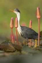 Pied Heron (Egretta picata) in a wetland area in Papua New Guinea