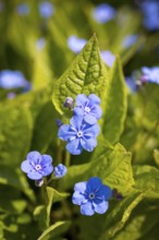 Gedenkemein (Omphalodes verna) in flower, Saxony, Germany