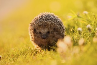 Brown-breasted hedgehog or Western European hedgehog (Erinaceus europaeus), North Rhine-Westphalia,