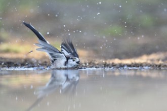 Long-tailed Tit (Aegithalos caudatus) bathing, Netherlands