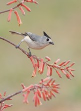 Black-crested Titmouse (Baeolophus atricristatus) perched on a branch, Texas, USA