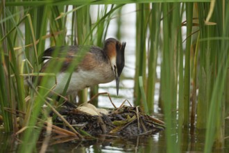 Great crested grebe (Podiceps cristatus) adult bird on a nest with eggs on a lake in summer,