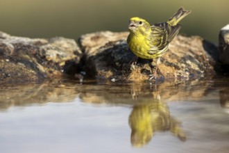 European Serin (Serinus serinus) male, Castile and Leon, Spain
