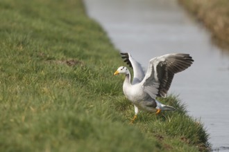 Bar-headed Goose (Anser indicus), Netherlands