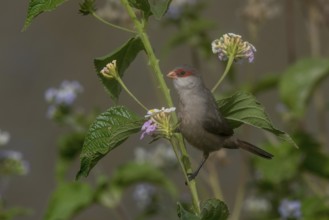 Common Waxbill (Estrilda astrild) perched on a branch, Cape Verde