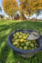 Freshly harvested quinces (Cydonia oblonga) in a barrel with picker, behind the poultry house, Gut