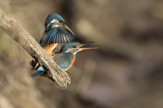 Common Kingfisher (Alcedo atthis) pair mating, Saxony-Anhalt, Germany