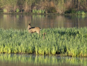 Roe deer (Capreolus capreolus), roebuck in winter coat, winter cover standing in a wet meadow, in a