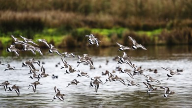 Black-tailed Godwits, Limosa limosa, birds in flight over marshes, Devon, England, United Kingdom