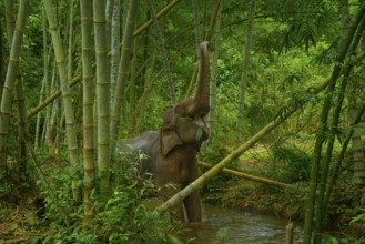 An Asian elephant enjoys a bamboo meal in Thailand's lush forest. Its trunk reaches high among tall