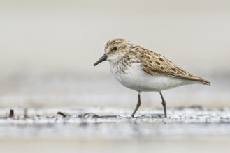 Semipalmated Sandpiper (Calidris pusilla) feeding along a river in Nome, Alaska