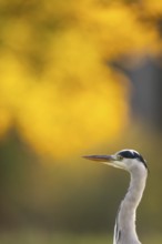 Grey heron (Ardea cinerea), animal portrait, evening light, autumn, Rosensteinpark, Stuttgart,