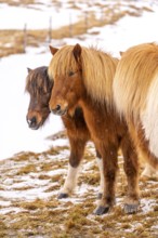 Portrait of a group of brown horses in the cold winter with snow in Iceland, Icelandic horse