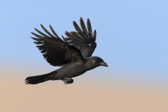 House Crow (Corvus splendens) flying, Eilat, Israel