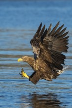 White-tailed Eagle (Haliaeetus albicilla) hunting, Norway