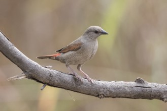 Red-winged Pytilia (Pytilia phoenicoptera) juvenile perched on a branch, Gambia