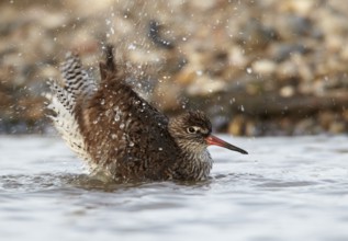 Common Redshank (Tringa totanus) bathing, Schleswig-Holstein, Germany