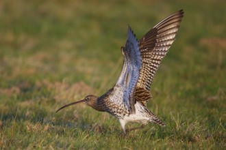 Eurasian Curlew (Numenius arquata) female, North Rhine-Westphalia, Germany
