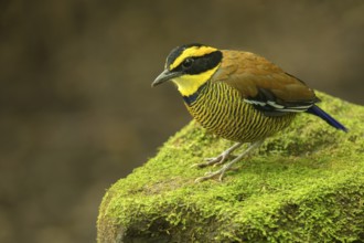 Javan Banded Pitta (Hydrornis guajanus) male perched on mossy stone, East Java, Indonesia