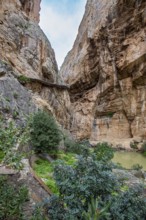 The impressive Caminito del Rey gorge with lush vegetation and natural formations, Malaga, Spain