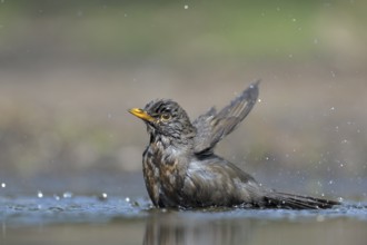 Common Blackbird (Turdus merula) female bathing, Netherlands
