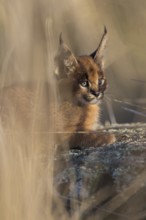 Caracal (Caracal caracal) cub lying in shadow, Castile-La Mancha, Spain