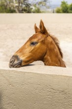 A brown foal peeks over a sunlit stable wall, its curious eyes gazing into the distance. The serene