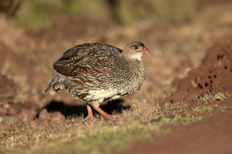 Chestnut-naped Francolin (Pternistis castaneicollis), Bale Mountains National Park, Ethiopia