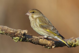 European Greenfinch (Chloris chloris) female, Lower Saxony, Germany