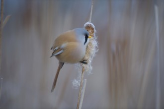 Bearded Reedling (Panurus biarmicus) male feeding on cattail seed, Thuringia, Germany