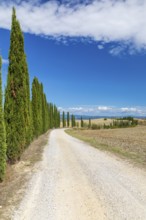 Long half avenue with columnar cypresses (Cupressus sempervirens) near Siena, Tuscany, Italy