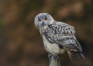 Eurasian Eagle-Owl (Bubo bubo), Lower Saxony, Germany