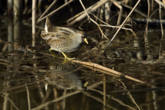 Sora (Porzana carolina) in freshwater marsh