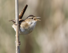 Marsh Wren, Cistothorus palustris, singing, at Porter Lake, Saskatchewan, Canada