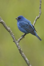 Indigo Bunting (Passerina cyanea) male, British Columbia, Canada