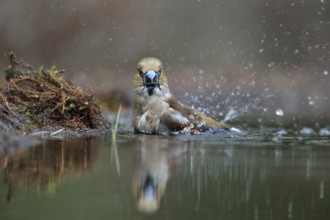 Hawfinch (Coccothraustes coccothraustes) bathing, Netherlands
