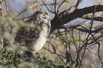 Spotted Eagle-owl (Bubo africanus), Northern Cape, South Africa