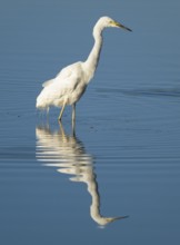 Great White Egret (Ardea alba) foraging in the shallow water zone of a lake, blue water, Lower
