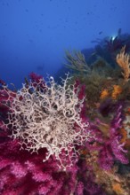 Mediterranean basket star (Astrospartus mediterraneus) in the Mediterranean Sea near Hyères. Dive