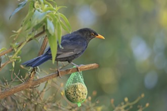 Blackbird (Turdus merula), male, blackbird cock, tit dumpling, Arnsberg, North Rhine-Westphalia,